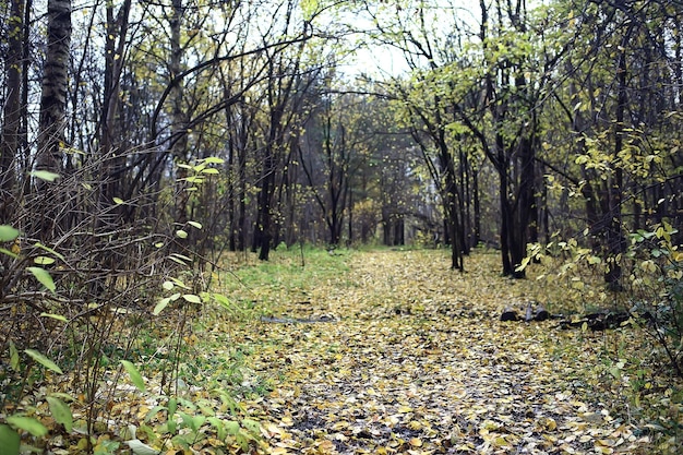 golden autumn forest landscape, mixed forest view, taiga, nature in october