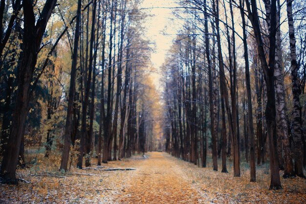 golden autumn forest landscape, mixed forest view, taiga, nature in october