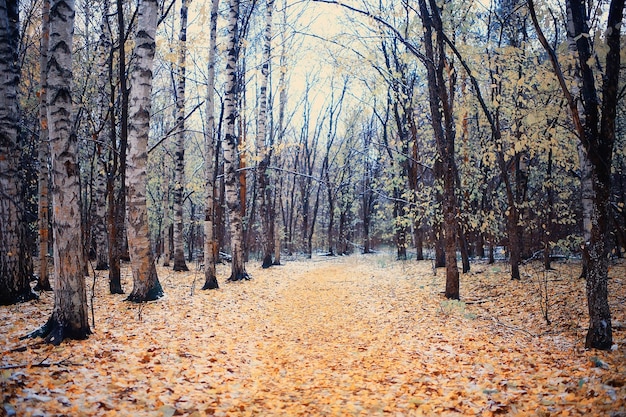 golden autumn forest landscape, mixed forest view, taiga, nature in october