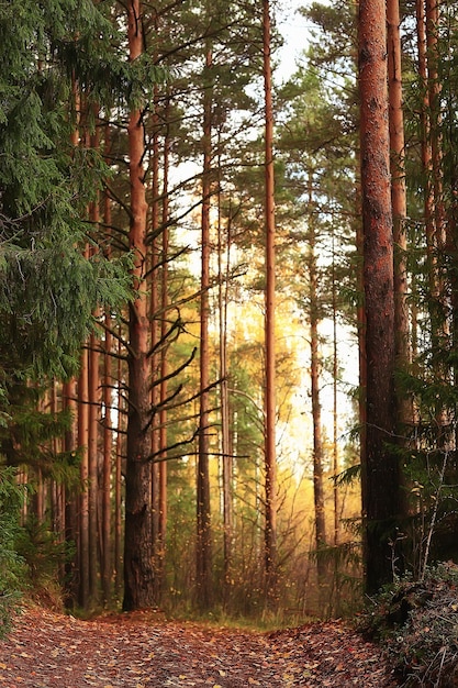 golden autumn forest landscape, mixed forest view, taiga, nature in october