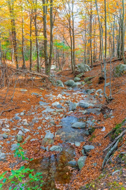 Golden autumn forest landscape under the warm rays of the sun Rural landscape