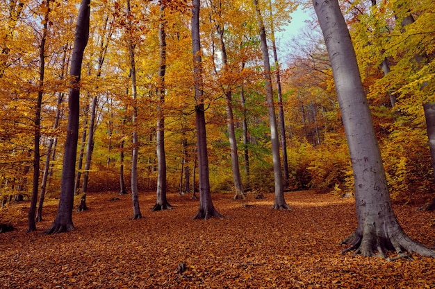 Golden Autumn forest landscape with big vibrant trees