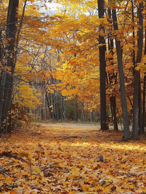 Golden Autumn Forest Path with Fallen Leaves