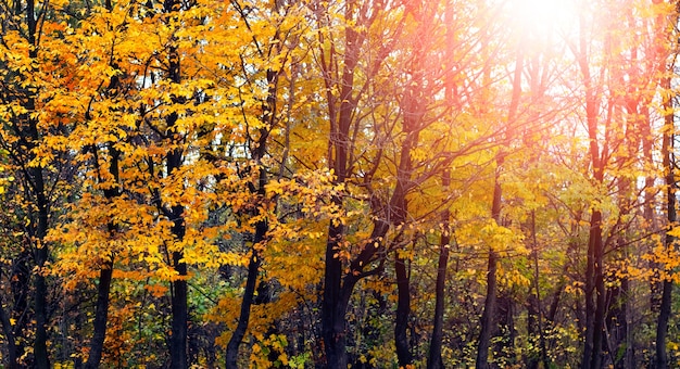 Golden autumn. Forest with yellow trees at sunset in warm autumn tones