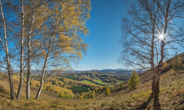 Golden autumn indian summer Sun rays through the branches Birch forest and picturesque edge