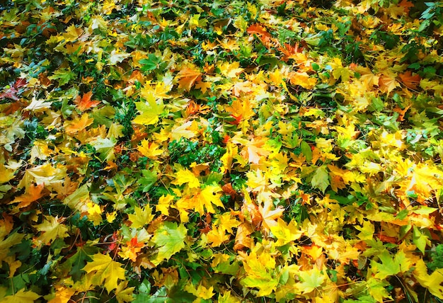 Golden autumn lawn background