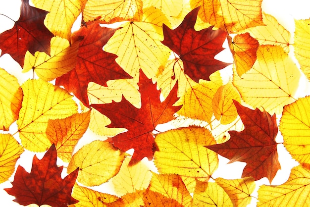 Golden autumn leaves background