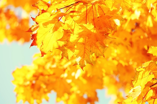 Golden autumn leaves on blue sky background close up