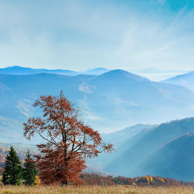 Golden autumn in mountain