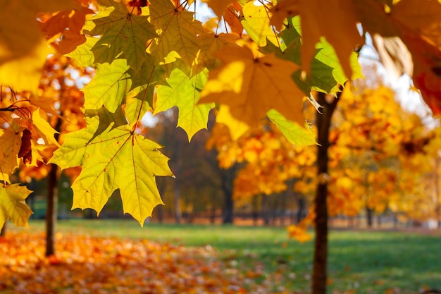 Golden autumn in the park trees in backlight on a sunny day with yellowed and green leaves in the autumn haze