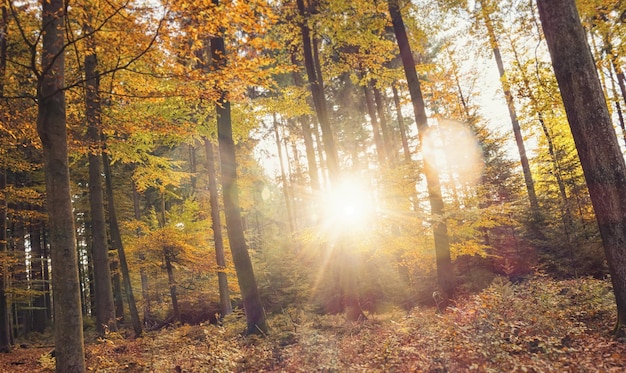 Golden autumn scene in the forest with sun shining exposiv through the trees