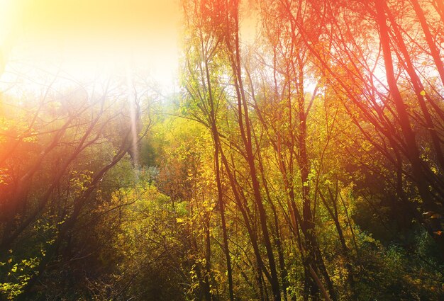 Golden autumn trees during sunset andscape background