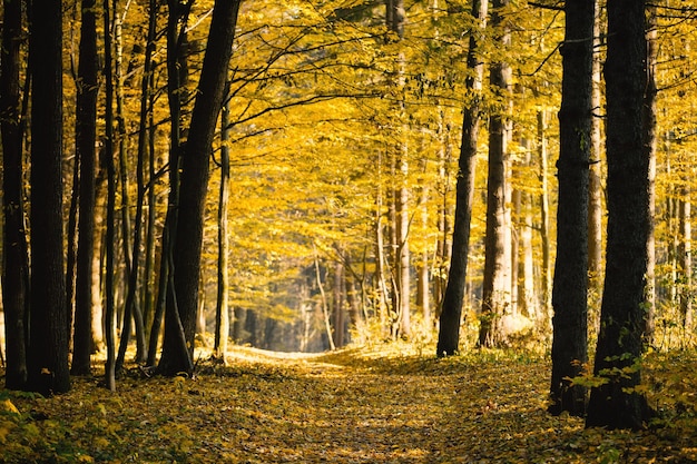 Golden autumnal forest with sunbeams