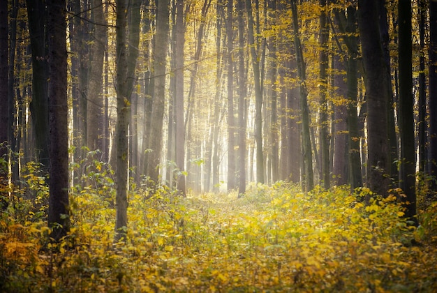 Golden autumnal forest with sunbeams