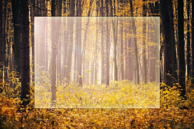 Golden autumnal forest with sunbeams