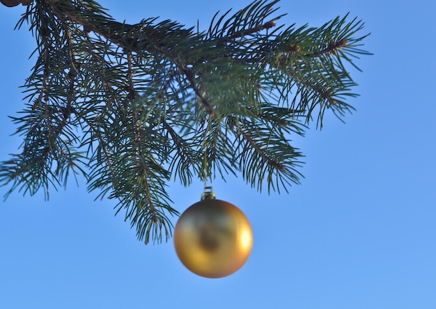 The Golden ball on a branch of the Christmas tree