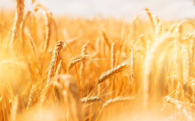 Golden banner of ripening ears of wheat field at sunset.