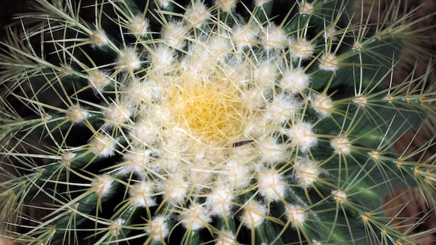 Golden barrel cactus or Echinocactus grusonii in the botanic garden.