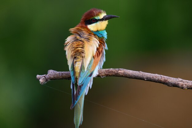 Golden bee-eater sitting on a branch