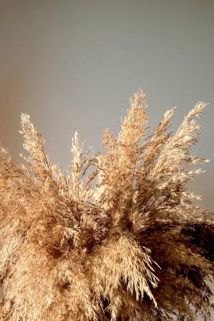 Golden beige pampas grass stands in a glass vase