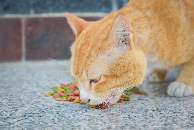 golden brown cat eats instant food on outdoor concrete floor