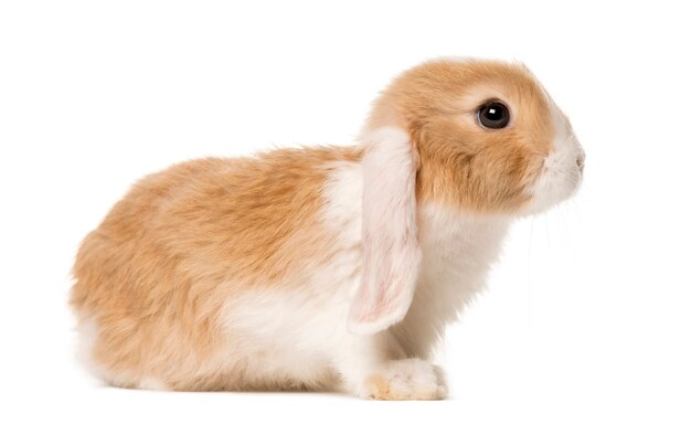 Golden brown Domestic Rabbit isolated on white