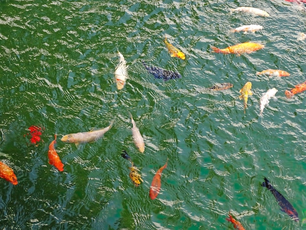 Golden carps and koi fishes in the pond Yellow orange black fish in Chinese pond Clear water of traditional Chinese ponds in the old town Colorful fish in the lake Fish in the green water Carps