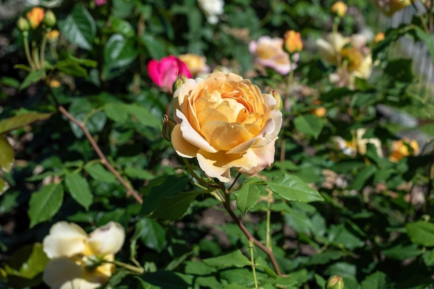 Golden celebration rose flower in the garden