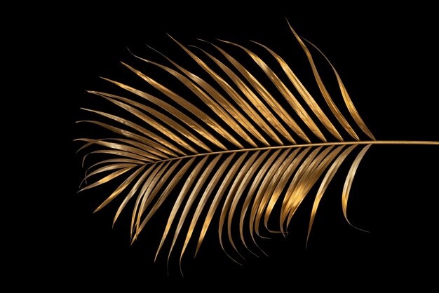 Photo golden coconut leaves isolated on black background