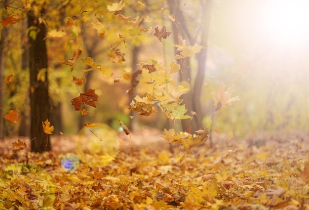 Golden dry maple leaves circling in the air above the ground Autumn landscape in the park selective focus