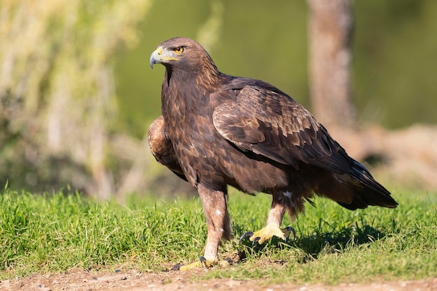 Golden eagle Aquila chrysaetos homeyeri Cordoba Spain