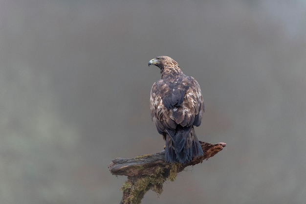 Golden eagle (Aquila chrysaetos homeyeri) Leon, Spain