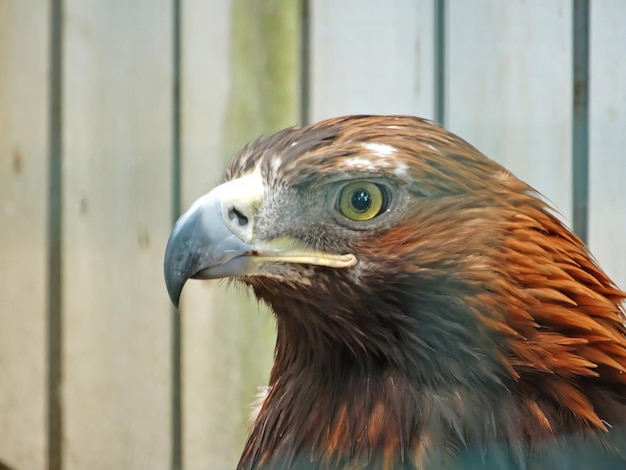 The golden eagle Aquila chrysaetos is the most widely distributed species of eagle it belongs to the family Accipitridae A majestic golden eagle looking around Portrait detail picture