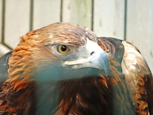 The golden eagle Aquila chrysaetos is the most widely distributed species of eagle it belongs to the family Accipitridae A majestic golden eagle looking around Portrait detail picture