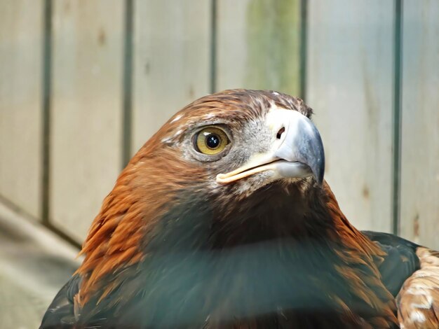 The golden eagle Aquila chrysaetos is the most widely distributed species of eagle it belongs to the family Accipitridae A majestic golden eagle looking around Portrait detail picture