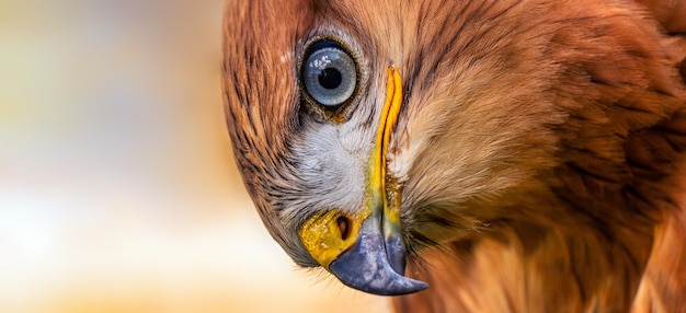 Golden eagle head closeup Portrait of a bird of prey