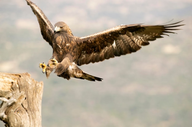 Golden eagle male flying in a Mediterranean forest with the first light of the day