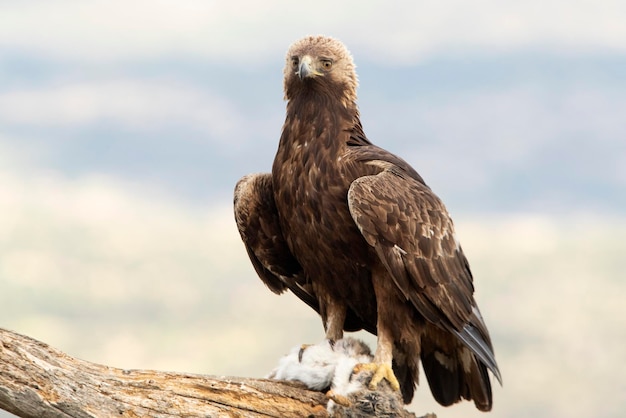 Golden eagle male in his favorite watchtower protecting a recently hunted rabbit