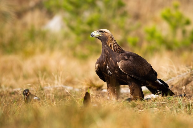 Photo golden eagle sitting on the ground on meadow with dry grass in spring.