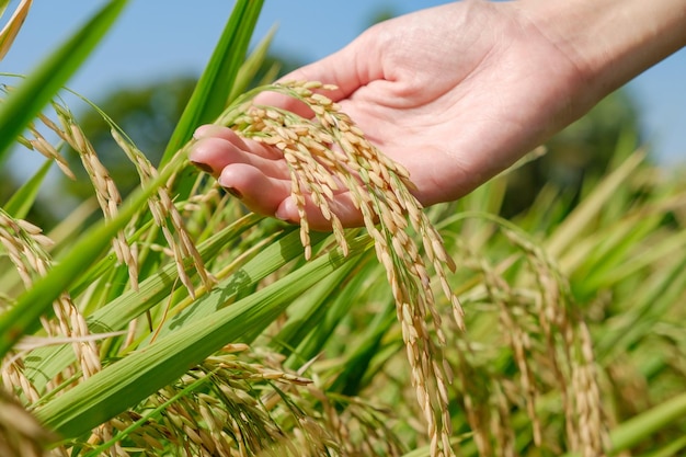 Golden ears of rice in the hands of a female farmer