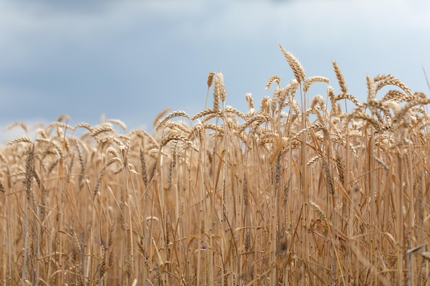 Golden ears of wheat on the field Grain agricultural crops Beautiful rural landscape