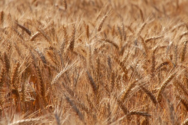 Golden ears of wheat on the field Ripe grain is ready for harvesting