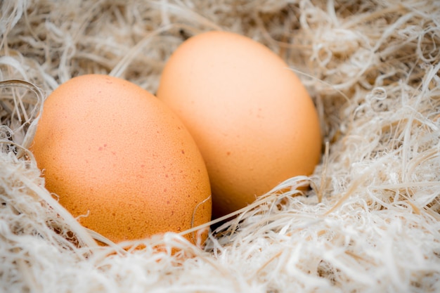 Golden egg in nest