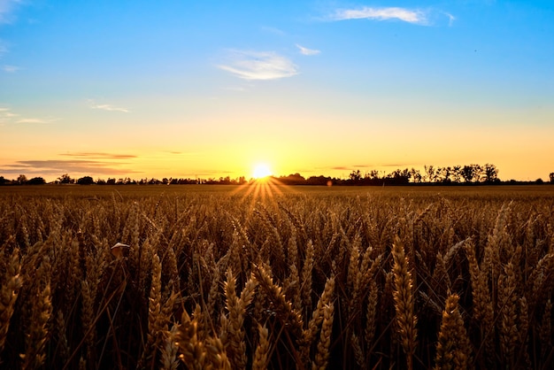 Golden field with ripe wheat ears at sunset food crisis and world hunger concept growing wheat sprou