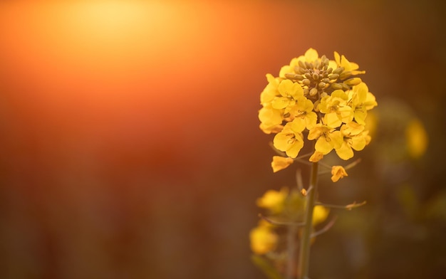 Golden Fields of Canola Captivating Flower Closeup