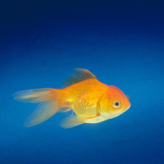 Golden fish on a blue background