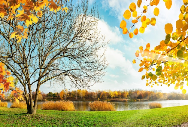 Golden foliage in the park