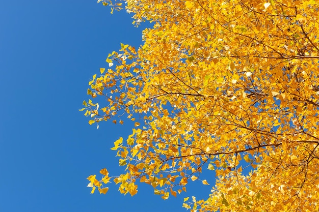 Golden foliage of trees against the blue sky