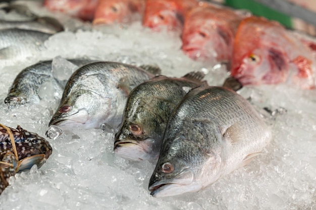 Golden-headed Dorado bream on ice at a seafood stand at a street market, close- up of fish rows