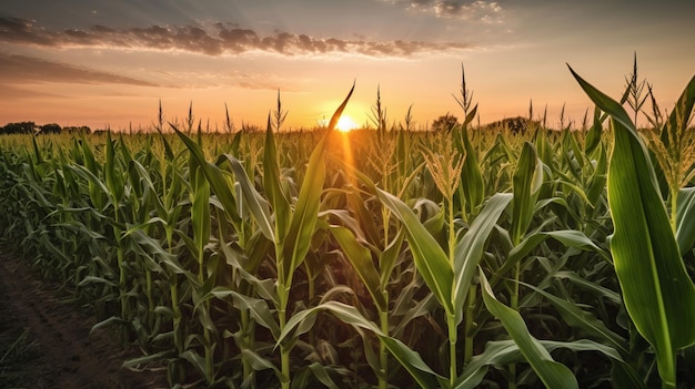 Golden Hour in the Corn Field